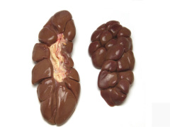 腰子 kidney
