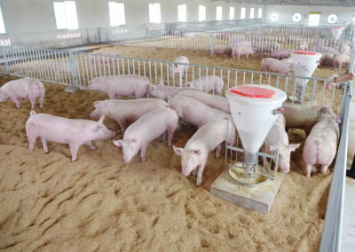 Why are more and more pig farms applying the combination of air energy heat pump and fan coil?