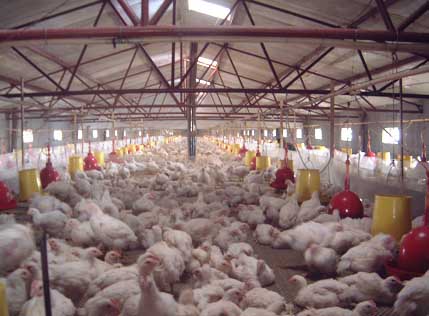 Chicken Farm Heating Project