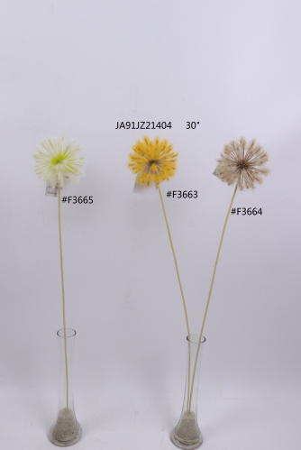 2021XAMS-JA91-22