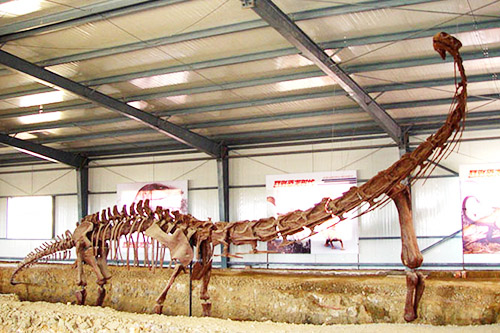 Réplicas realistas de esqueleto de dinosaurio de cuello largo