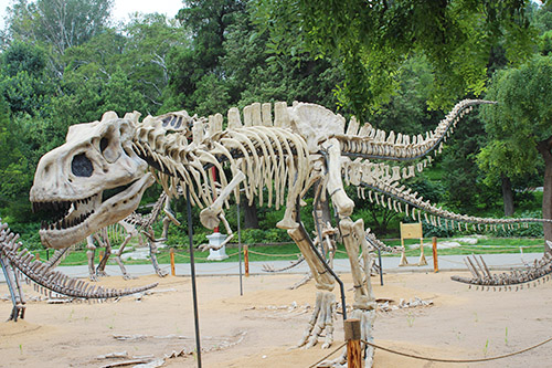 10 metros de largo Tyrannosaurus Rex esqueleto