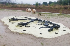 El esqueleto de T-rex más grande está escondido en la tierra