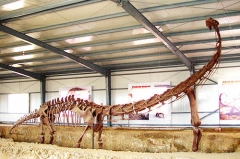 Esqueleto de dinosaurio de resina artificial de fibra de vidrio
