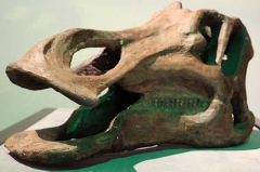 Venta al por mayor Realistic Resin Dinosaur Skeleton