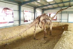 Réplicas realistas de esqueleto de dinosaurio de cuello largo