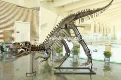Replica Dinosaurs Giant Dinosaur Skeleton