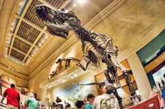 Simulation Dinosaur Skeleton for Museum