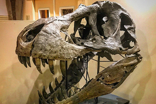 Modelo de cráneo de dinosaurio Esqueleto de dinosaurio de tamaño natural
