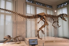 Indoor Dinosaur Skeleton Sculpture T-rex