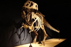 Esqueleto de dinosaurio de tamaño natural del fabricante de China