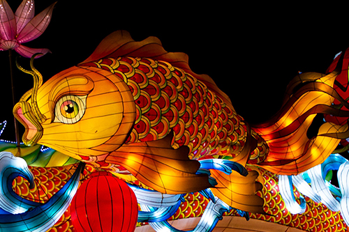 dwarf lantern fish