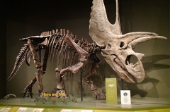 Esqueleto de dinosaurio de tamaño natural del fabricante de China