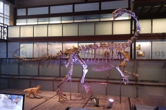 China Manufacturer Life Size Real Dinosaur Skeleton