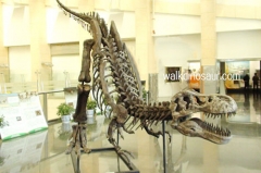 Jurassic Replica Dinosaur Skeleton