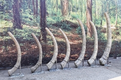 Museo de tamaño natural de fibra de vidrio costillas réplica