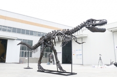 Life Size Dinosaur Skeleton Model