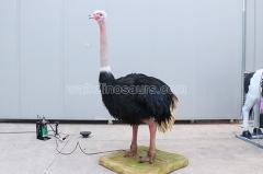 Animatronic Ostrich