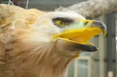 Animatronic Eagle