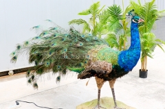 Animatronic Peacock