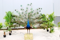 Animatronic Peacock