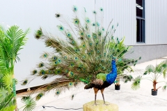 Animatronic Peacock