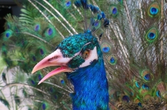 Animatronic Peacock