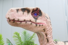 Life Size Velociraptor