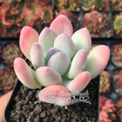 Live succulent plant | Pachyphytum oviferum mikadukibijin