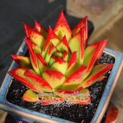Live succulent plant | Echeveria agavoides 'Lipstick'