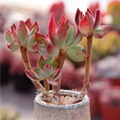 Live succulent plant | Echeveria pulvinata