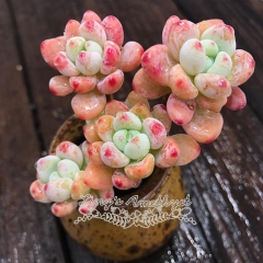 Live succulent plant | Sedum clavatum (Luo Qi)