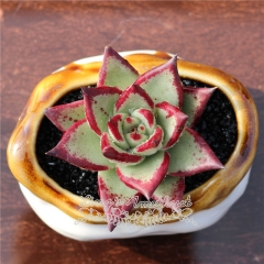 Live succulent plant | Echeveria agavoides 'Ebony'