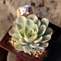 Live succulent plant | Echeveria Lenore Dean