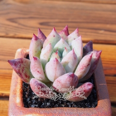 Live succulent plant | Echeveria colorata f. Tapalpa