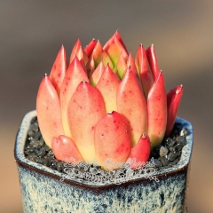 Live succulent plant | Echeveria agavoides 'Red Wax'