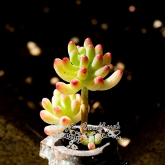Live succulent plant | Sedum pachyphyllum Rose
