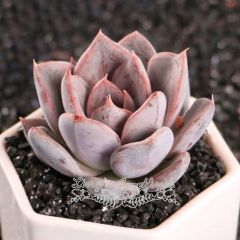 Live succulent plant | Echeveria 'Silver Queen'