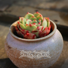 Live succulent plant | Echeveria 'Salmon'