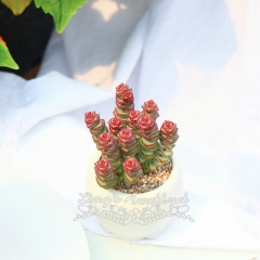 Live succulent plant | Crassula 'Jade Necklace'