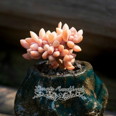 Live succulent plant | Graptopetalum amethystinum