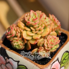 Live succulent plant | Echeveria 'Rolly'