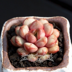 Live succulent plant | Graptoveria amethorum