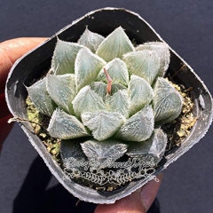 Live succulent plant | Haworthia cooperi var. venusta (C. L. Scott) M.B.Bayer