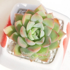 Live succulent plant | Echeveria Moon Fairy