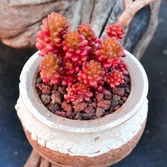 Live succulent plant | Sedum rubrotinctum 'Redberry'