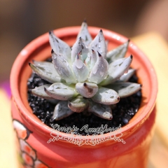 Live succulent plant | Echeveria unguiculata