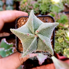 Live succulent plant | Astrophytum myriostigma