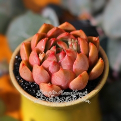 Live succulent plant | Echeveria 'Lady Rose' / 'Romantic'