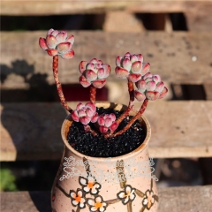 Live succulent plant | Sedum commixtum/Sedum Comic Tom